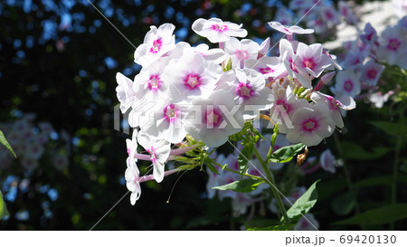 花魁草の花 草夾竹桃 の写真素材