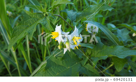 ワルナスビ 花とつぼみ ワルナスビ 花とつぼみ 69420131