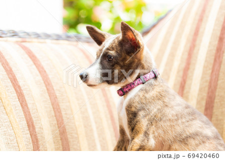 茶色い子犬のクローズアップ 69420460