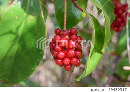 サネカズラ サネカズラ 69420517