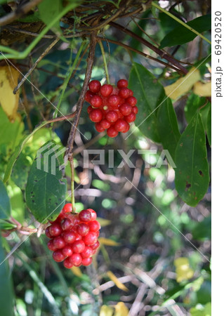 サネカズラ サネカズラ 69420520