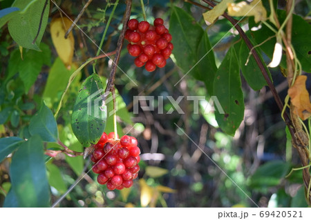 サネカズラ 69420521