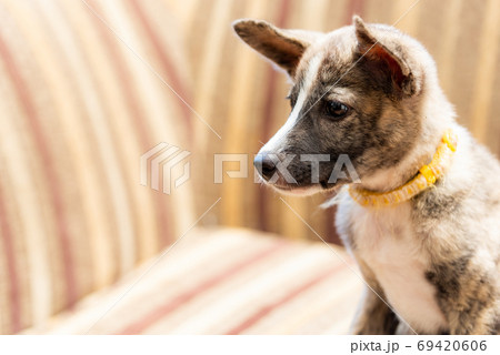 茶色い子犬のクローズアップ 茶色い子犬のクローズアップ 69420606
