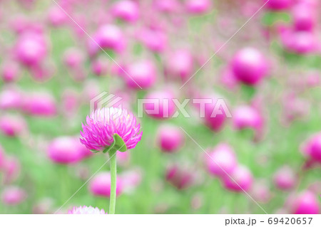 Amaranth. Purple flowers in the garden. Nature Amaranth. Purple flowers in the garden. Nature 69420657