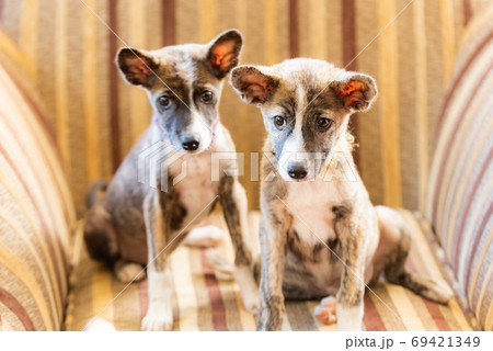 ソファの上の2匹の子犬 ソファの上の2匹の子犬 69421349