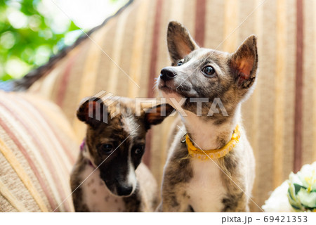 ソファの上の2匹の子犬 ソファの上の2匹の子犬 69421353