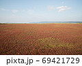 能取湖の赤いサンゴ草群落地 69421729