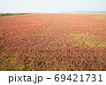 能取湖の紅葉したサンゴ草 69421731