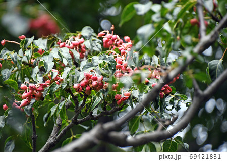 ゴンズイの実 ゴンズイの実 69421831