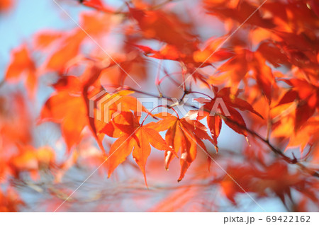 いつか見た紅葉 69422162
