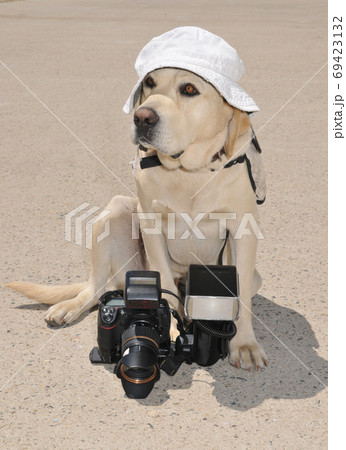 Big Labrador Retriever dog with digital camera and flash speedlight sitting on the ground and wearing bucket hat during hot summer 69423132