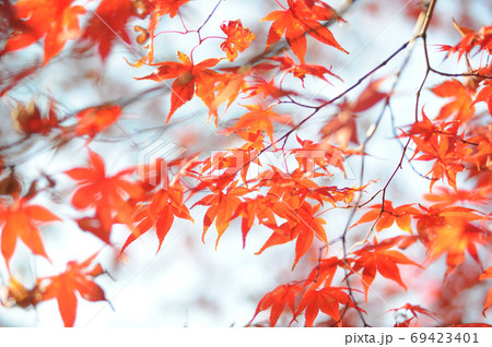 秋の風物詩紅葉 69423401