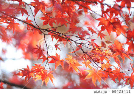 秋の風物詩紅葉 69423411