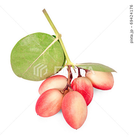 Carunda or Karonda on white background Carunda or Karonda on white background 69424176