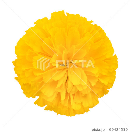 Marigold isolated on white background 69424559
