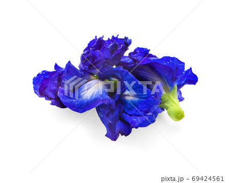 Pea flowers isolated on white background 69424561