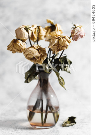 Dried Roses Stock Photo - Download Image Now - Vase, Wilted Plant