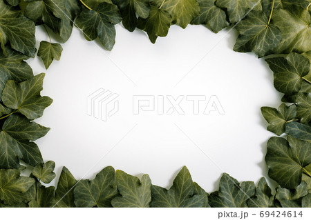 pale leaves on white background pale leaves on white background 69424614