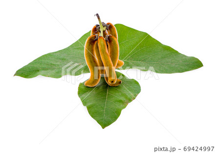 Mucuna pruriens isolated on white background 69424997
