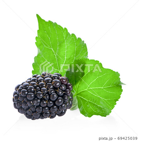 Blackberries isolated on white background Blackberries isolated on white background 69425039