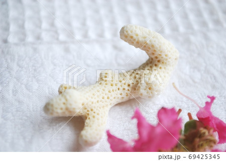 百日紅の花びらと珊瑚 69425345