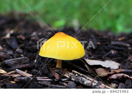 きのこの妖精♡黄色 妖精さんのきのこのお家 妖精のみ - メルカリ