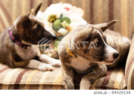 ソファの上の2匹の子犬 ソファの上の2匹の子犬 69426136