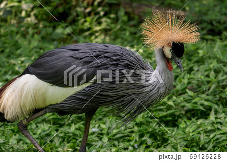 ホオジロカンムリヅル 69426228