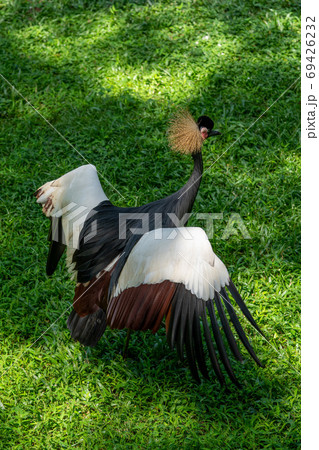 ホオジロカンムリヅル 69426232