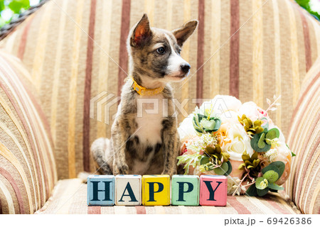 Happyのメッセージと子犬 Happyのメッセージと子犬 69426386