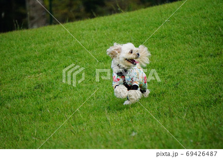 芝生を楽しそうに走る犬の写真素材