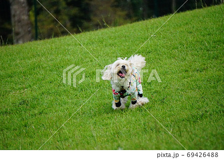 芝生のドッグランを楽しそうに走る犬の写真素材