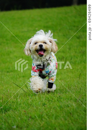 芝生のドッグランでこっちに向かって歩いてくる犬の写真素材