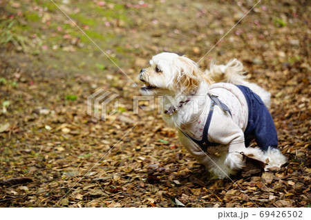 ウッドチップを走る犬 69426502