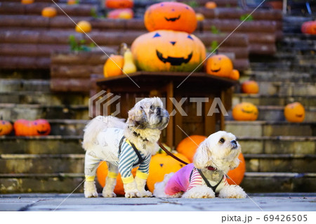 ハロウィンのカボチャと犬 69426505