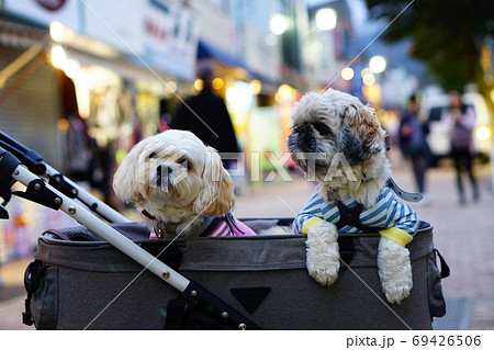 旧軽井沢銀座通りの夕暮れと犬 旧軽井沢銀座通りの夕暮れと犬 69426506