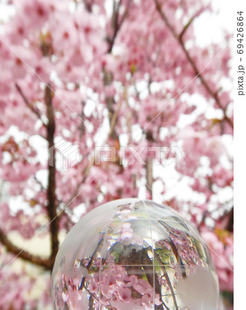 クリスタルの地球儀と桜　東京 69426864