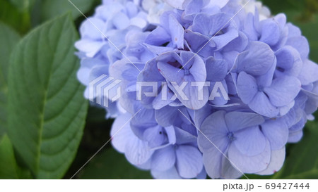 開花した青い紫陽花 開花した青い紫陽花 69427444