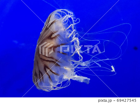 海の生物 アカクラゲの写真 海の生物 アカクラゲの写真 69427545