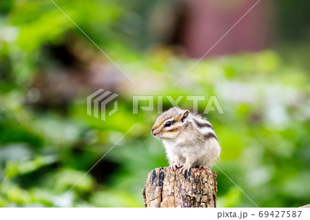 さいたま市りすの家　シマリス 69427587