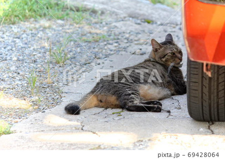 軽トラの横にキジ猫 69428064
