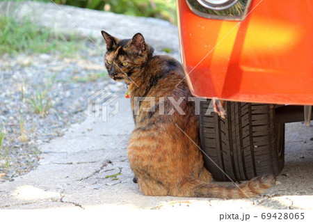 軽トラの横にサビ猫 軽トラの横にサビ猫 69428065
