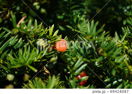 オンコ（イチイ）の実 69428087