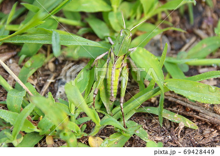 トノサマバッタ（幼虫） 69428449