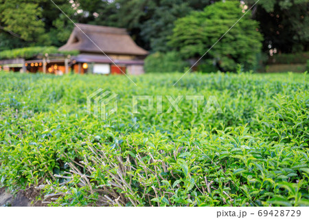 岡山後楽園の茶畑 岡山後楽園の茶畑 69428729