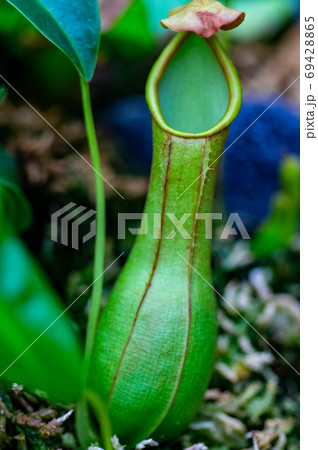 鮮やかな緑色のウツボカズラ 69428865