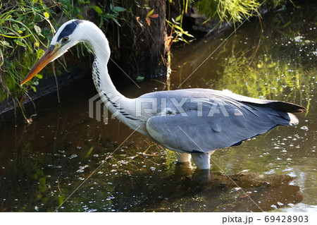 アオサギ(東京都:水元公園) アオサギ(東京都:水元公園) 69428903