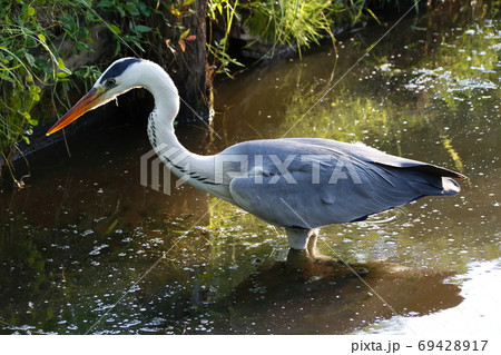 アオサギ(東京都:水元公園) アオサギ(東京都:水元公園) 69428917