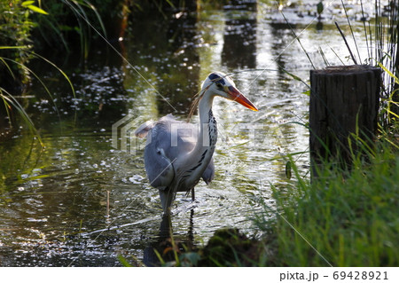 アオサギ(東京都:水元公園) アオサギ(東京都:水元公園) 69428921