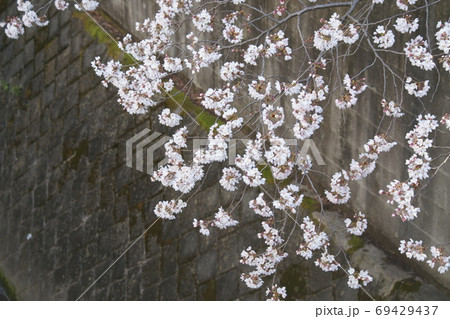 カラー サクラ 桜 花 植物 (2020年9月登録) 最大サイズ:M カラー サクラ 桜 花 植物 (2020年9月登録) 最大サイズ:M 69429437